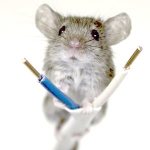 Не лишним будет предусмотреть защиту кабеля от повреждения грызунами